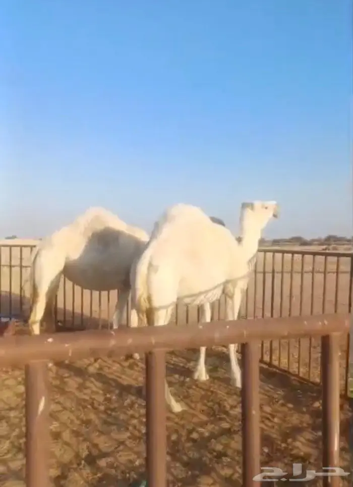 ناقه وبنتها ضرايب 0