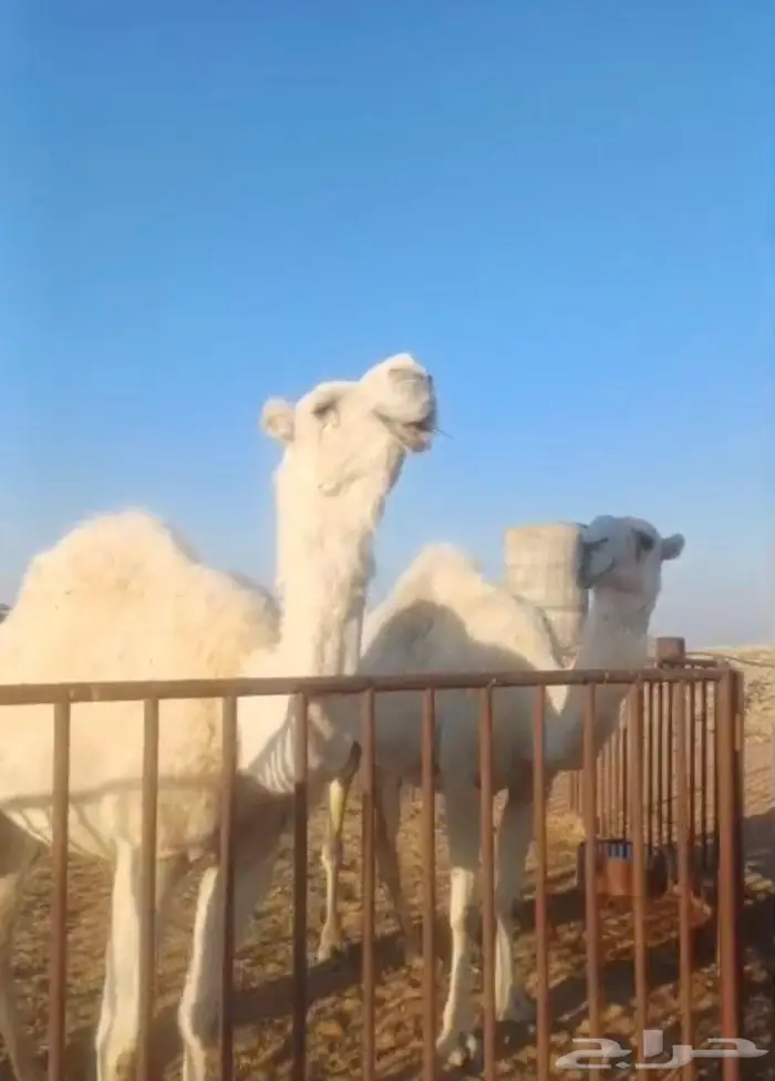 ناقه وبنتها ضرايب 1