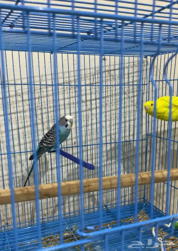 طيور البادجي ( طيور الحب) 2