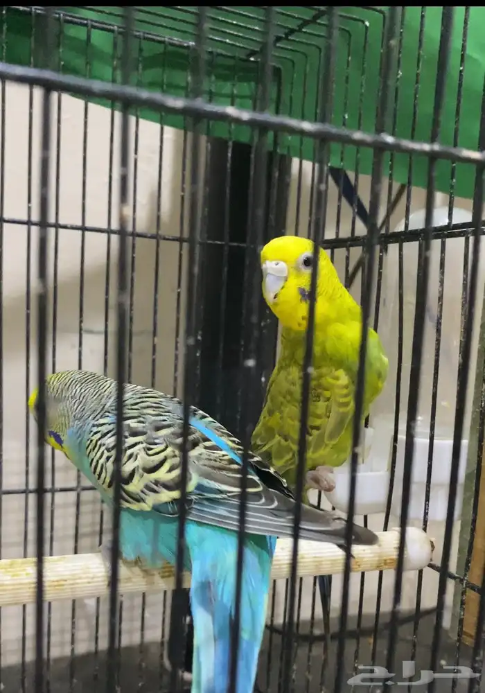 طيور البادجي ( طيور الحب) 3