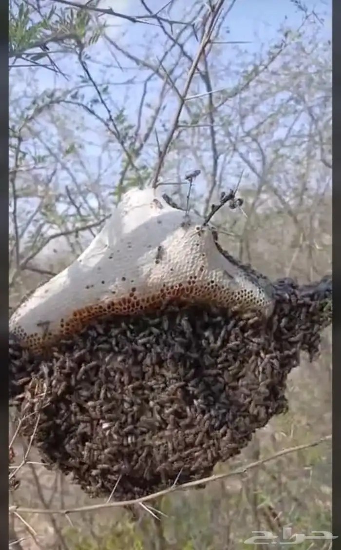 عسل سدر حر 8