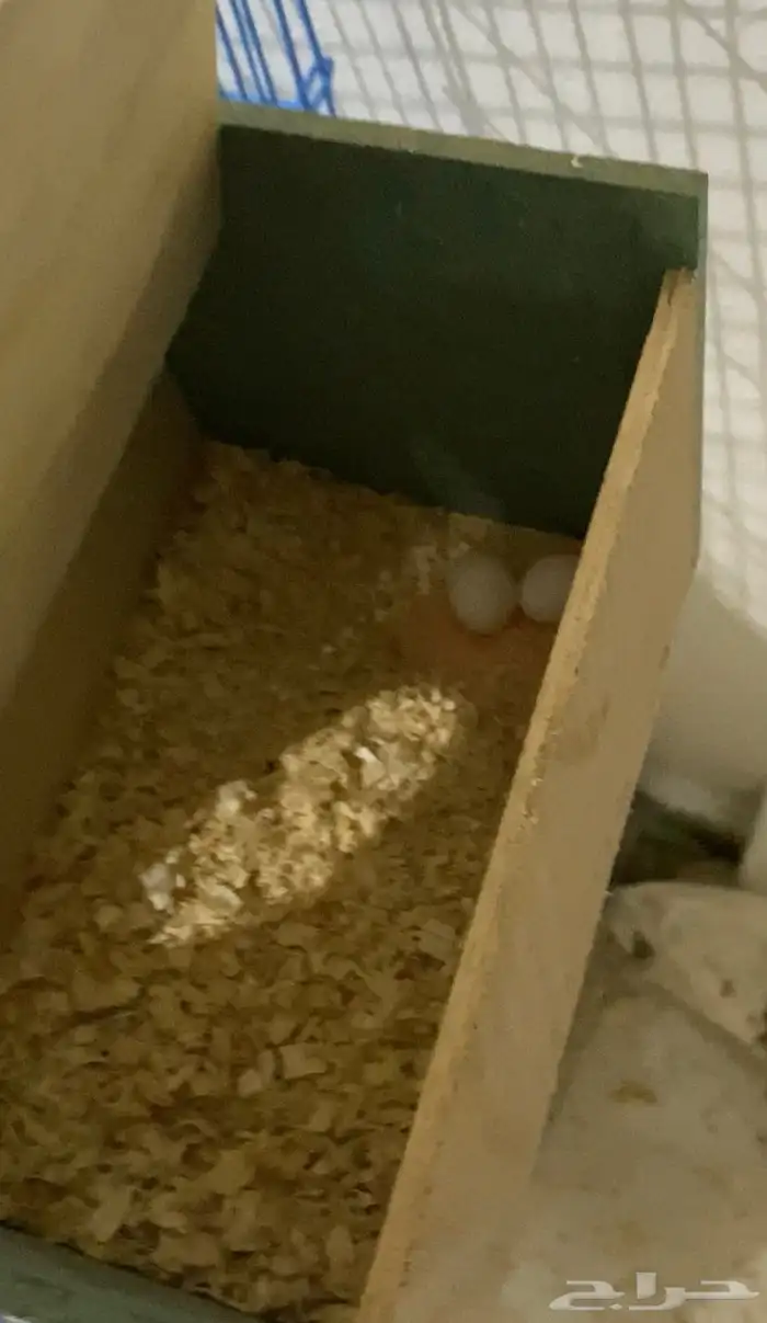 طيور البادجي ( طيور الحب) 5