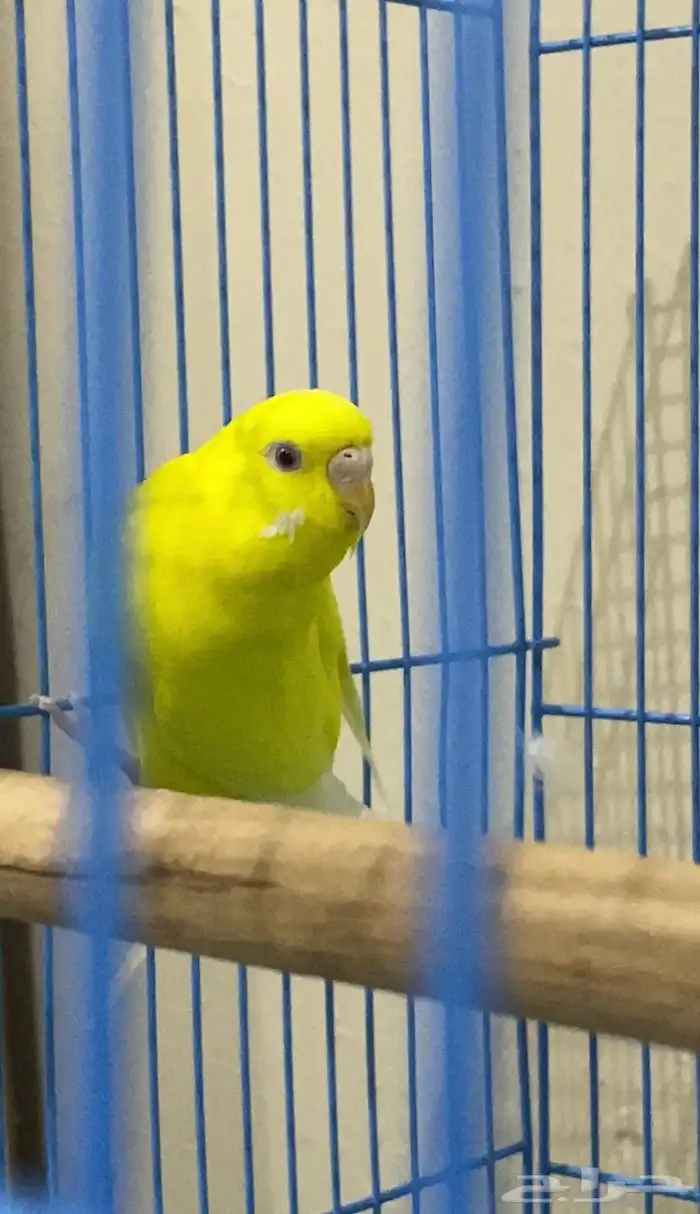 طيور البادجي ( طيور الحب) 0