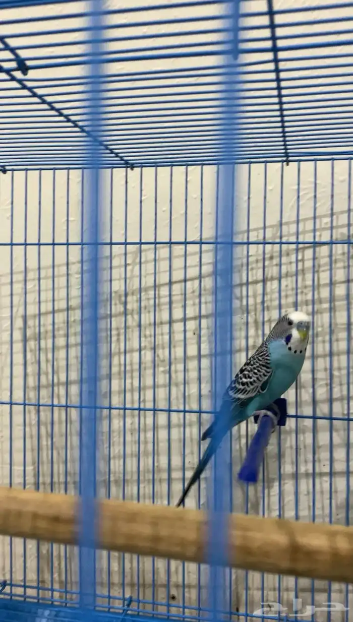 طيور البادجي ( طيور الحب) 1