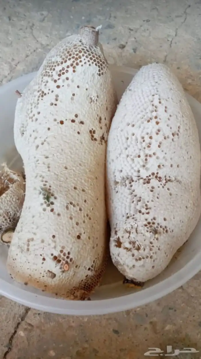 عسل سدر حر 3