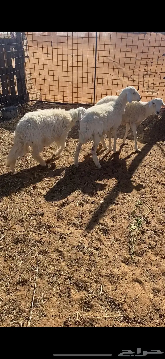 حريات خروفين ورخل 1