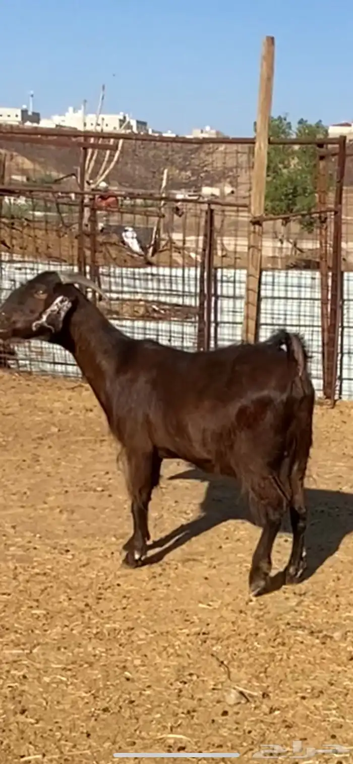 معزا شاميات دفيع ( تم البيييع ) 7