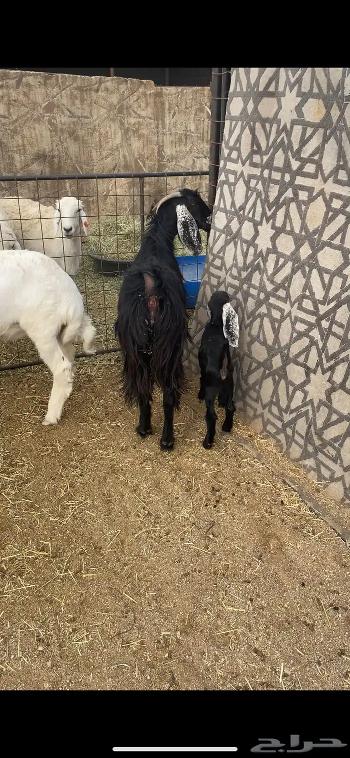 معزا خلفات 2