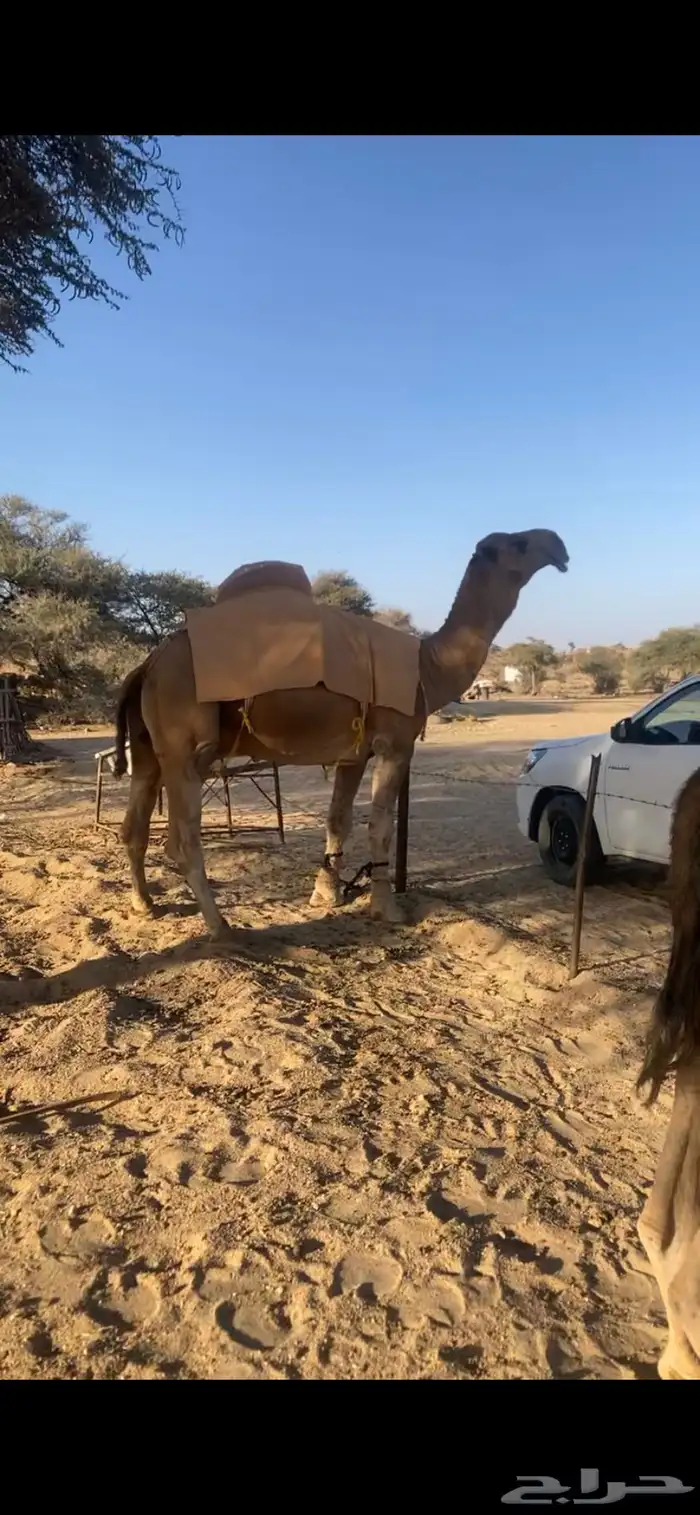 بعير حمر كفو. 0