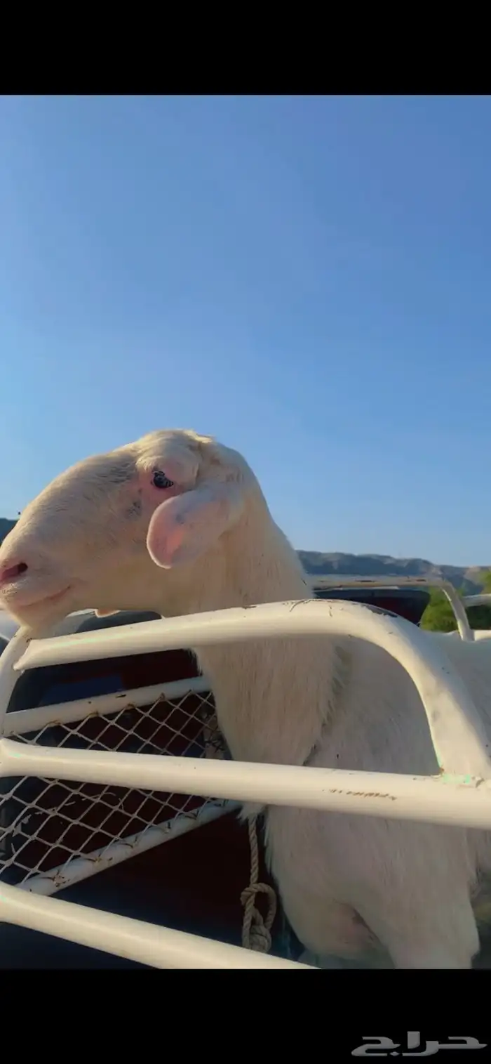 فحل اصفر مشروط لا ينطح ويظرب السن رباع 3