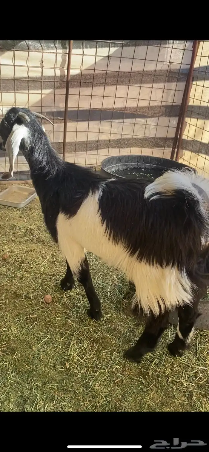 جفرة برقا جذعه(( تم البيع)) 1