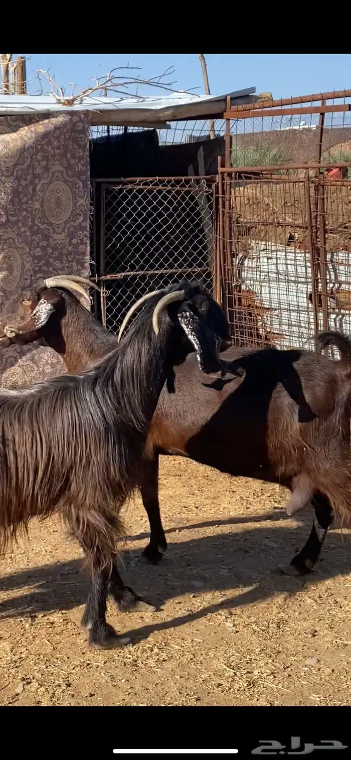 معزا شاميات دفيع ( تم البيييع ) 6