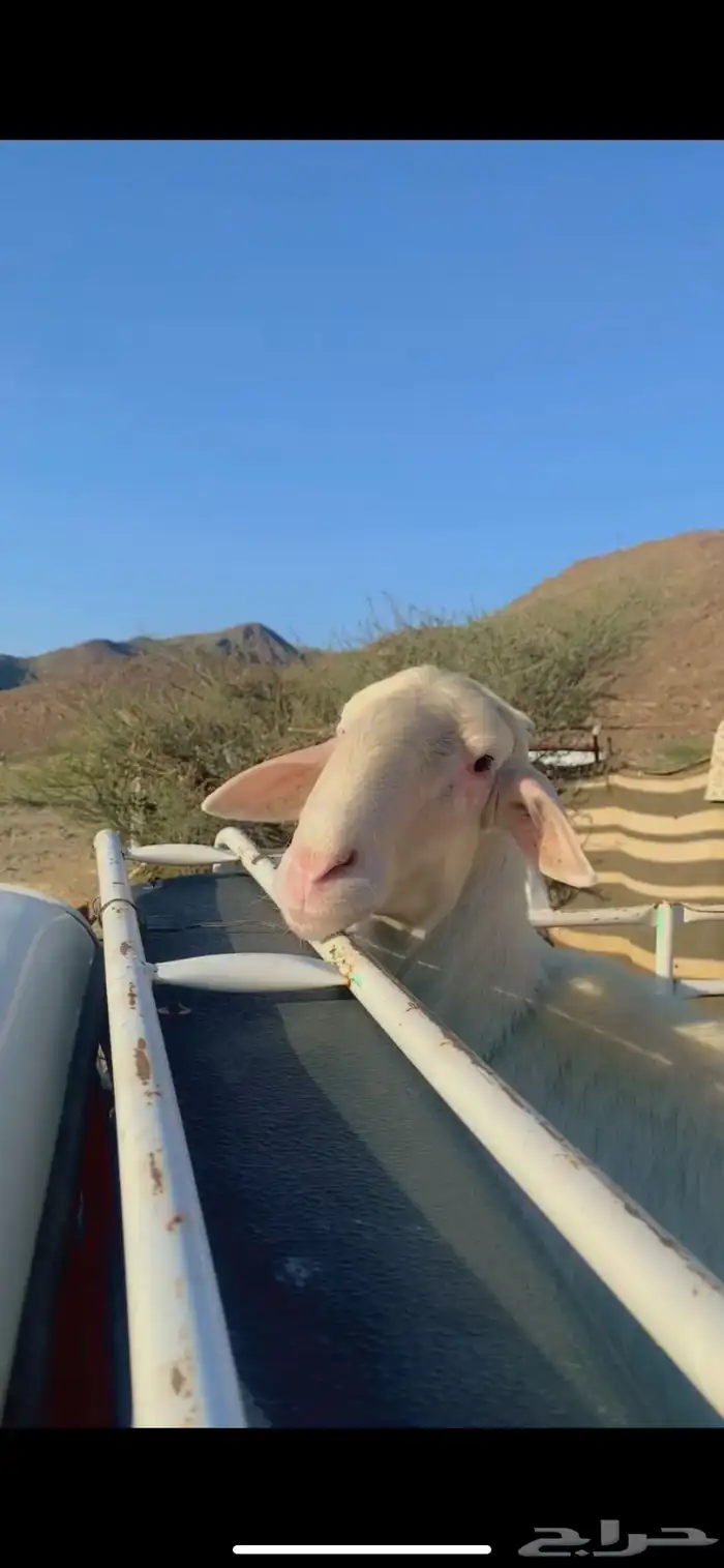 فحل اصفر مشروط لا ينطح ويظرب السن رباع 2