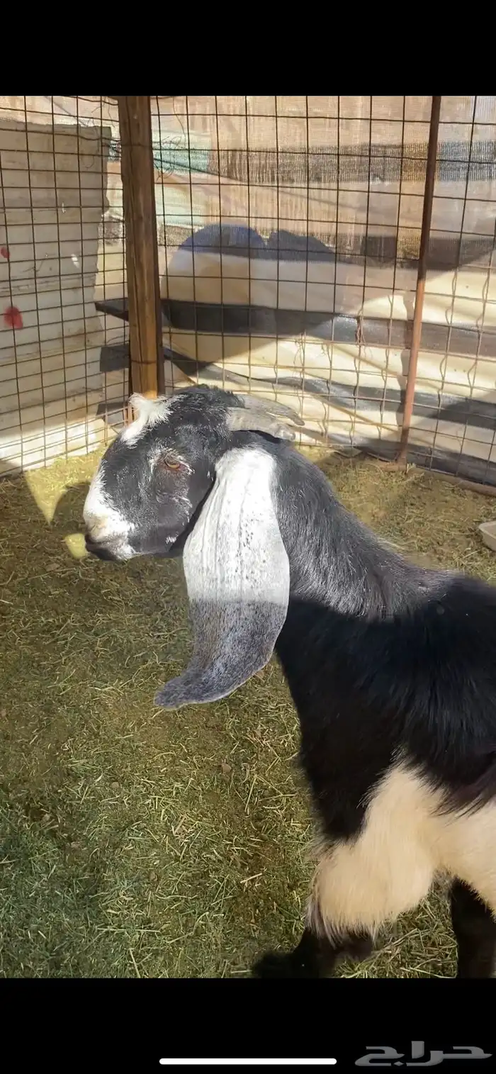 جفرة برقا جذعه(( تم البيع)) 4