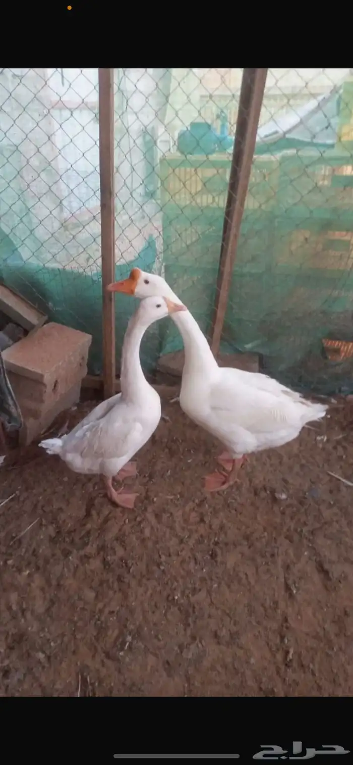 جوز وز بلغاري امهات خوارج 0