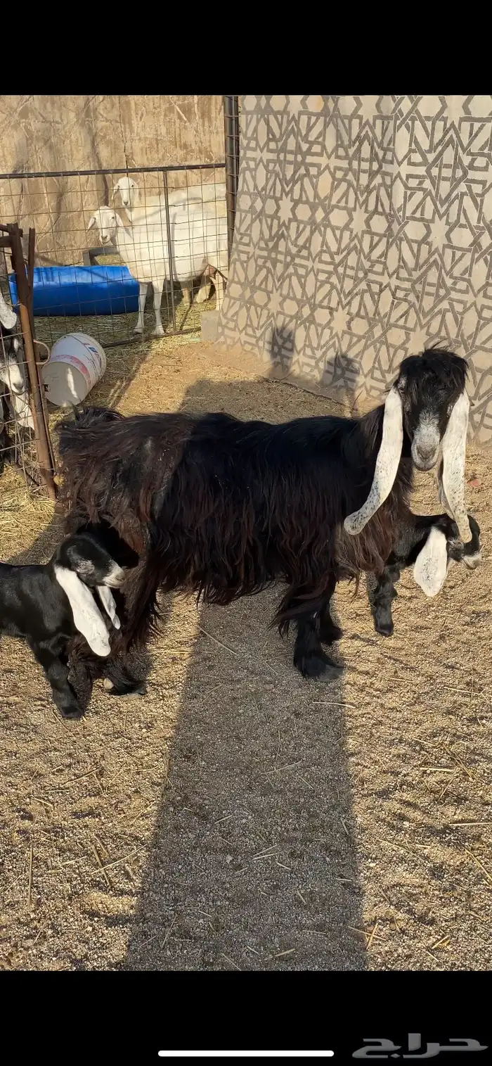 معزا خلفات 1