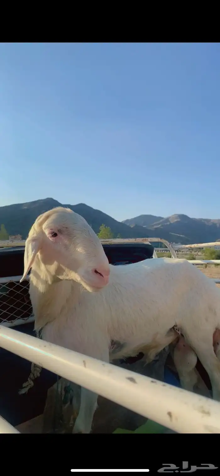 فحل اصفر مشروط لا ينطح ويظرب السن رباع 0