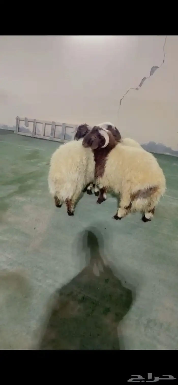 طليان نعيم الرياض حي الشفاء أي مكان نوصل فيه ذبح باقي ثلاثه 1