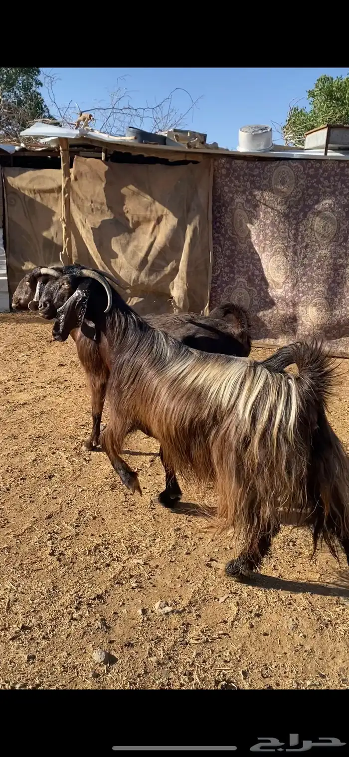 معزا شاميات دفيع ( تم البيييع ) 1