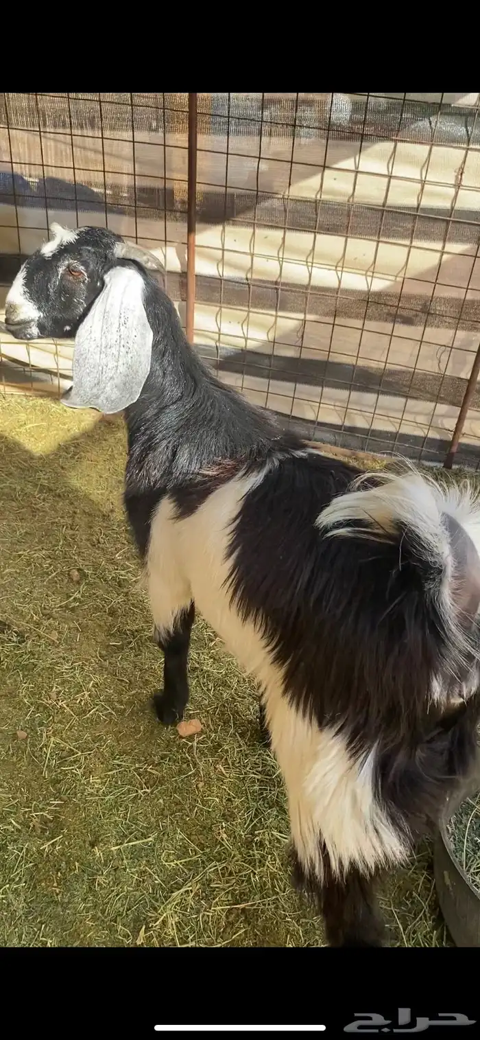 جفرة برقا جذعه(( تم البيع)) 0