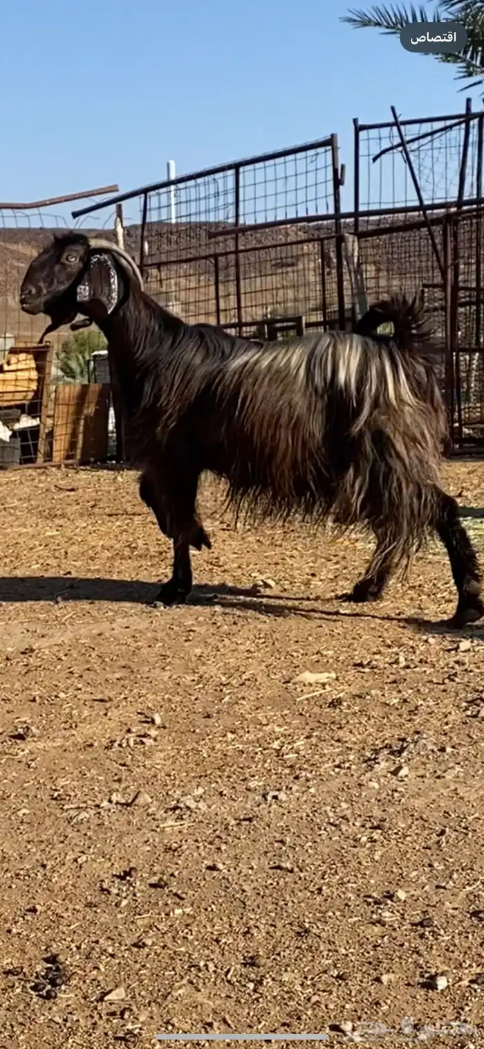 معزا شاميات دفيع ( تم البيييع ) 0