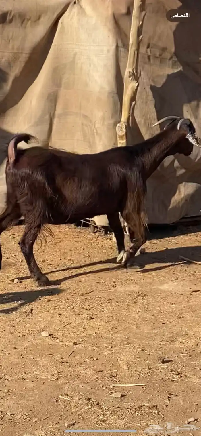 معزا شاميات دفيع ( تم البيييع ) 4