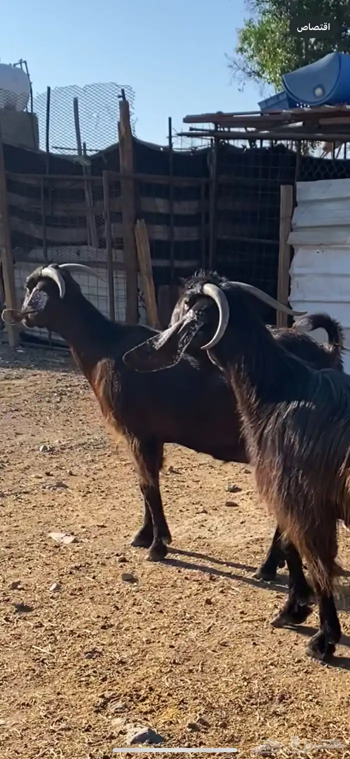 معزا شاميات دفيع ( تم البيييع ) 2