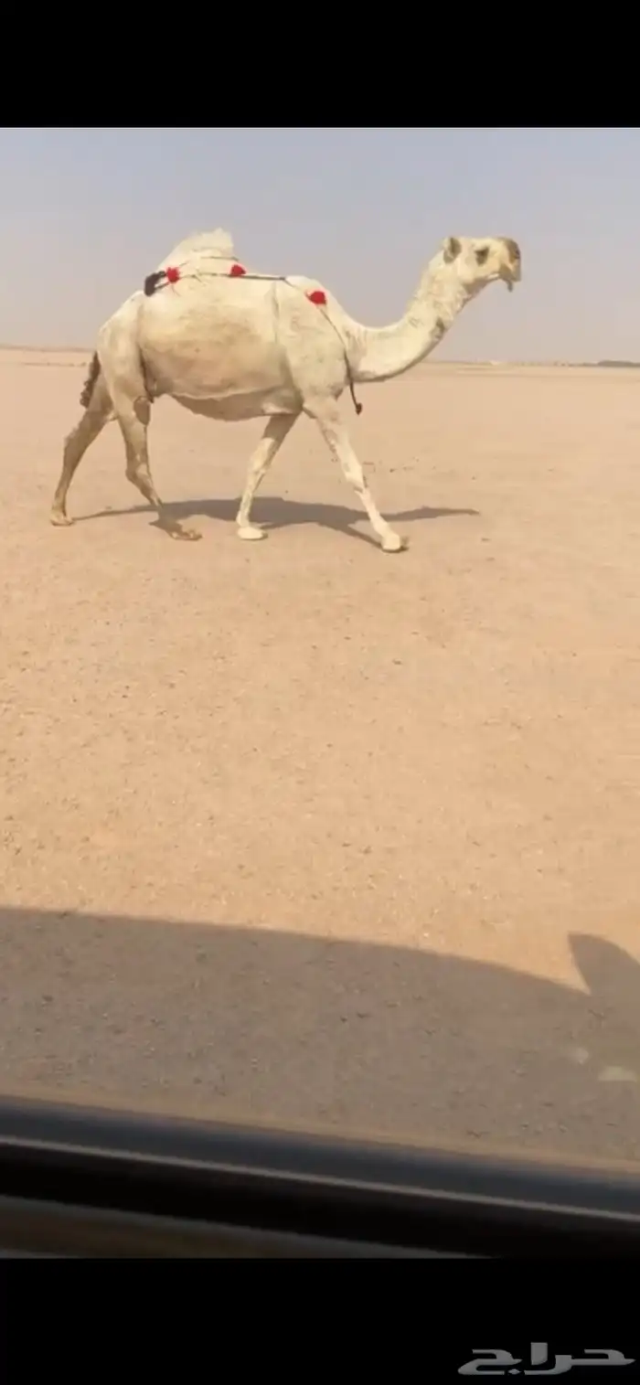 القحات كفو كفو للبيع 0