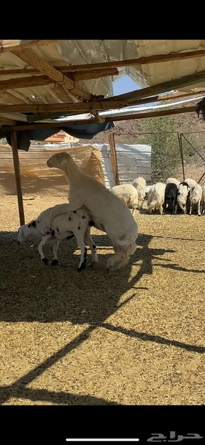 فحل اصفر مشروط لا ينطح ويظرب السن رباع 1