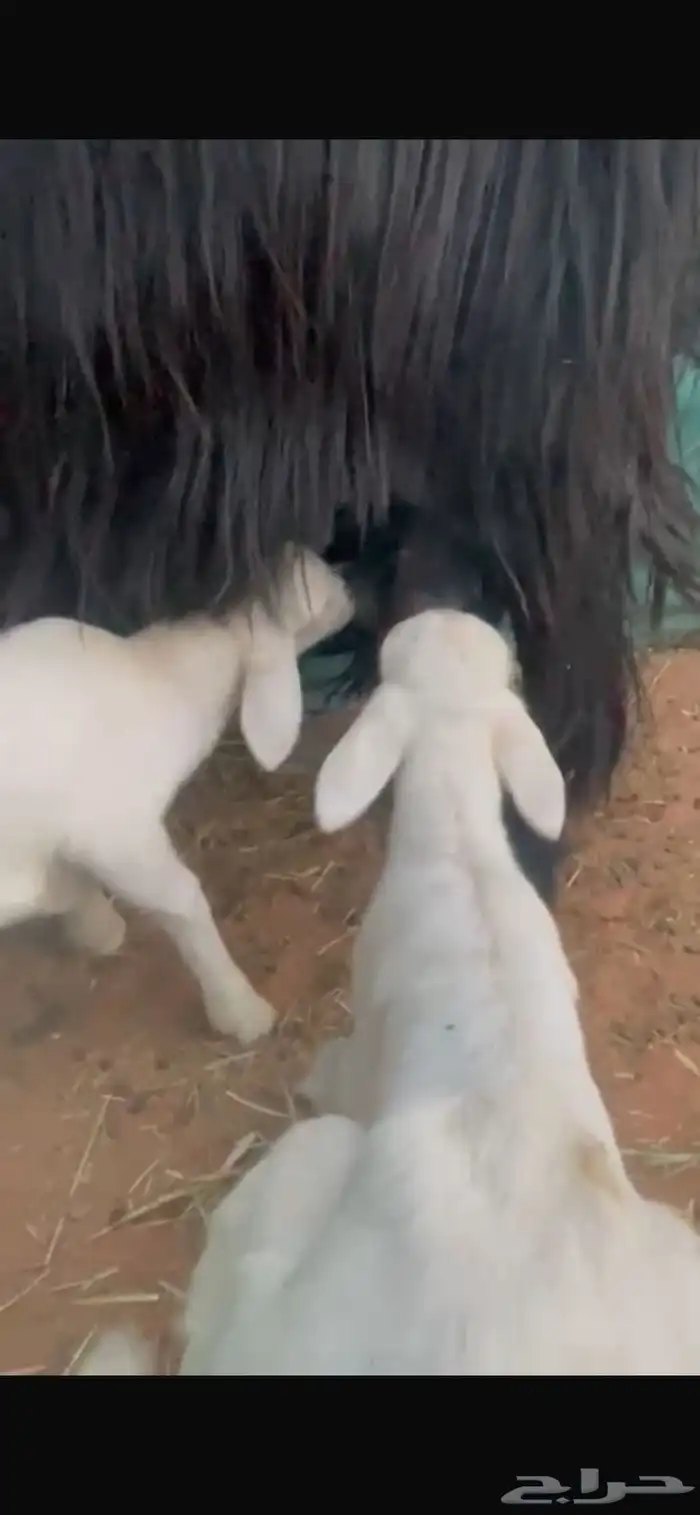 للبيع عنز تحتها اثنين دواغير حريه 1