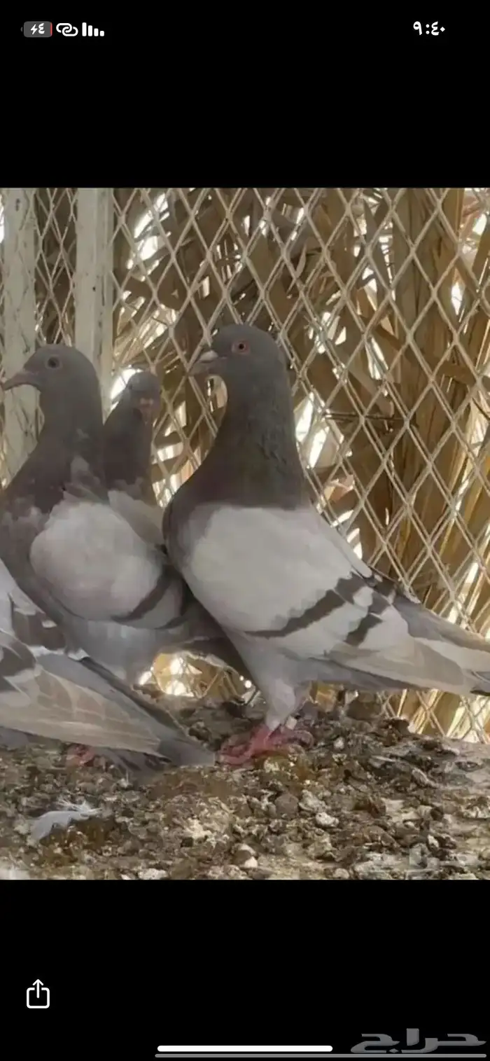 لي يابي حمام سلفر وفيه فرنسي بياض صغار في العمر 0