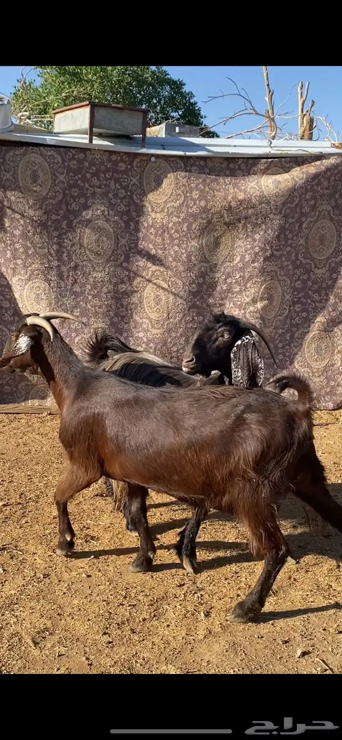 معزا شاميات دفيع ( تم البيييع ) 3