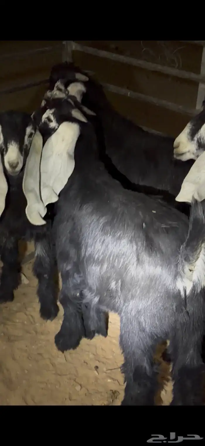 تيوس عوارض لبانيات 1