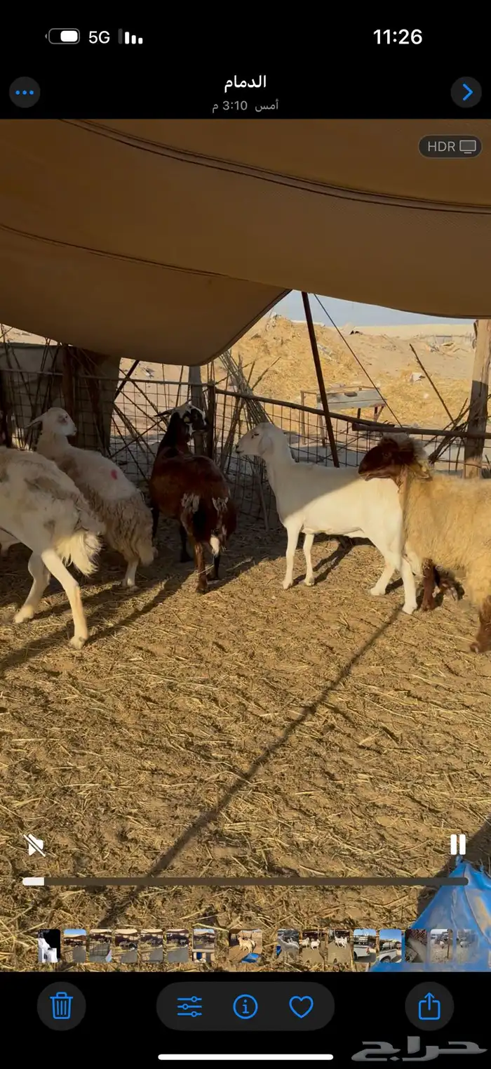 غنم مقاني طيبه 1