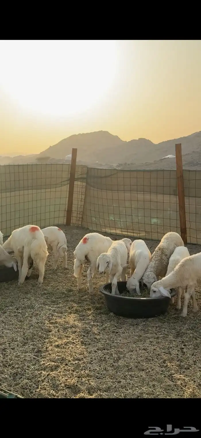 جدة الحرازات خلف محطة الصحاري 3