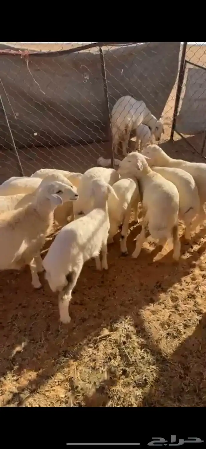 بهم حري مشروط 2