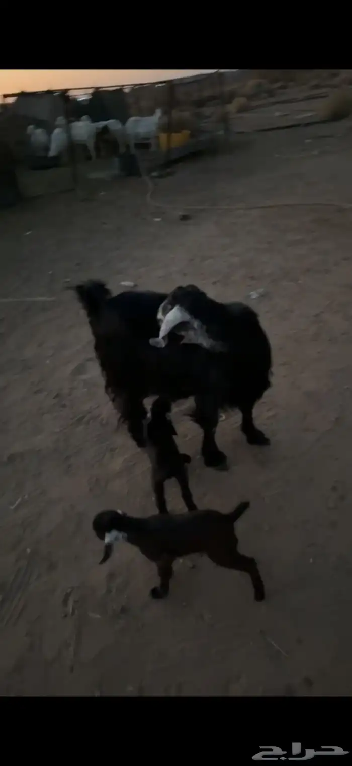 عنز خلفه طيب بلحيل 2