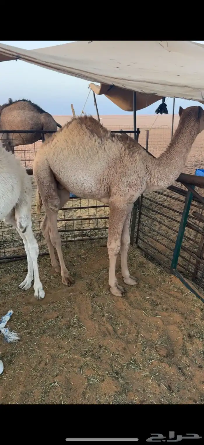 قعدان ثنين لبانيات 0