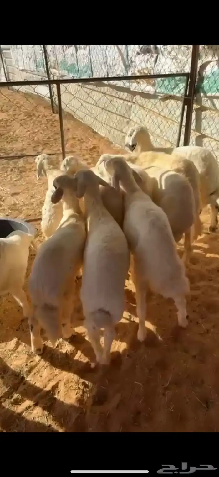 بهم حري مشروط 0