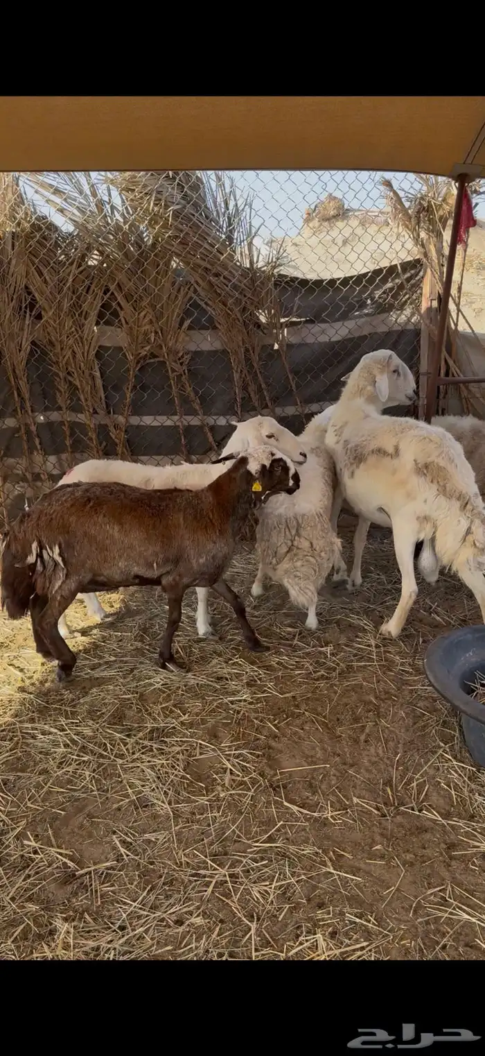 غنم مقاني طيبه 2