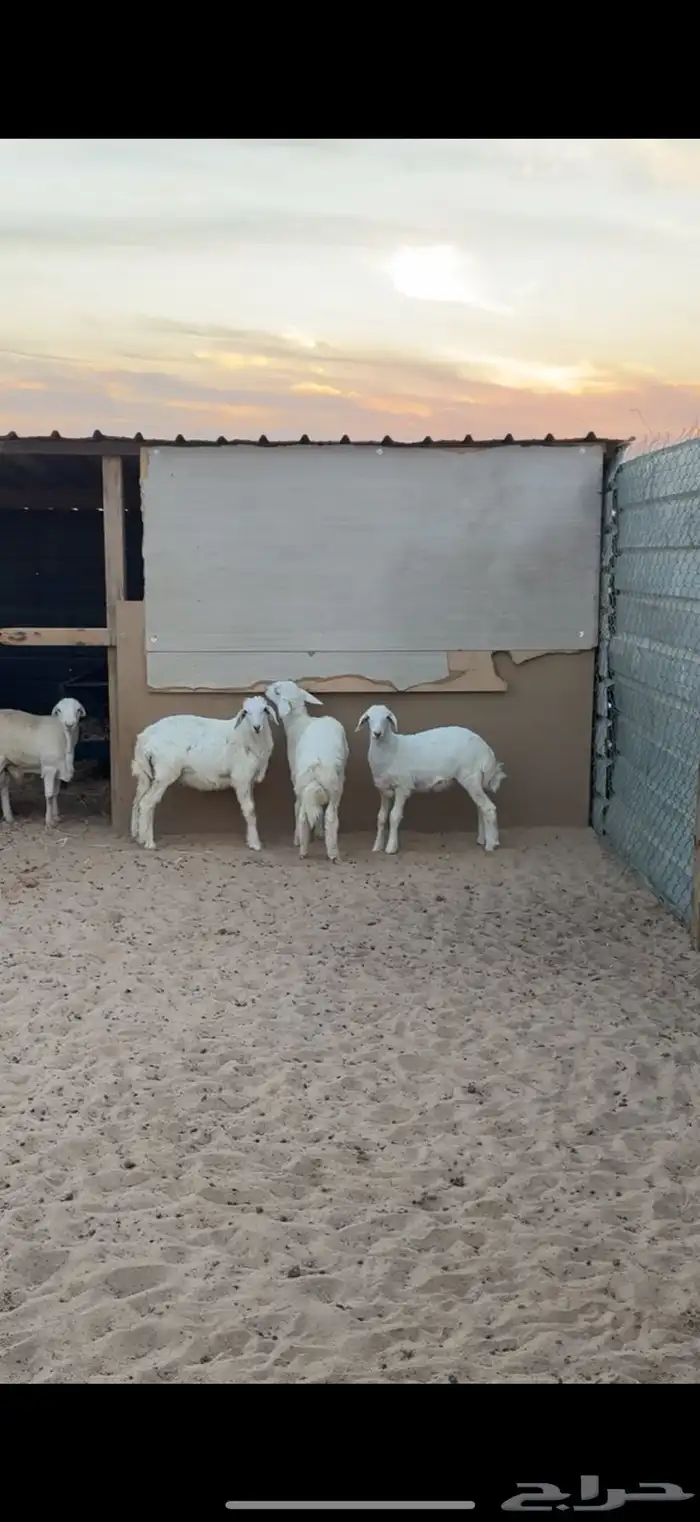 ذبايح حري وتيوس 4