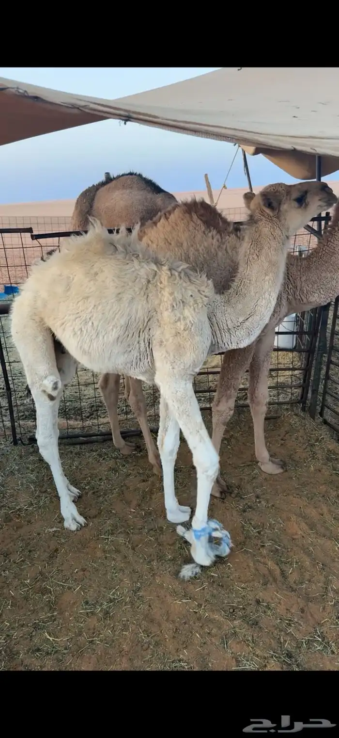 قعدان ثنين لبانيات 1