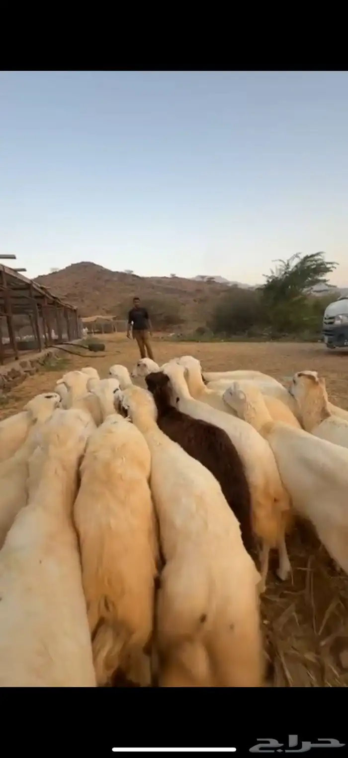 رخال رفد جذعات 20 الحد 750 2