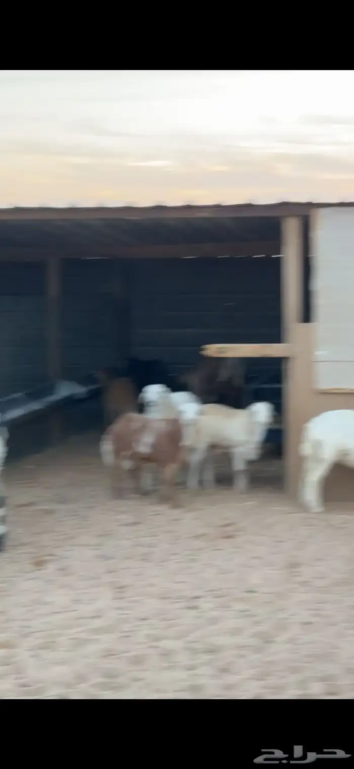 ذبايح حري وتيوس 7