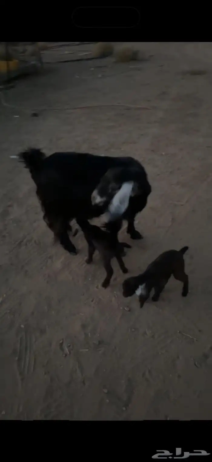 عنز خلفه طيب بلحيل 1