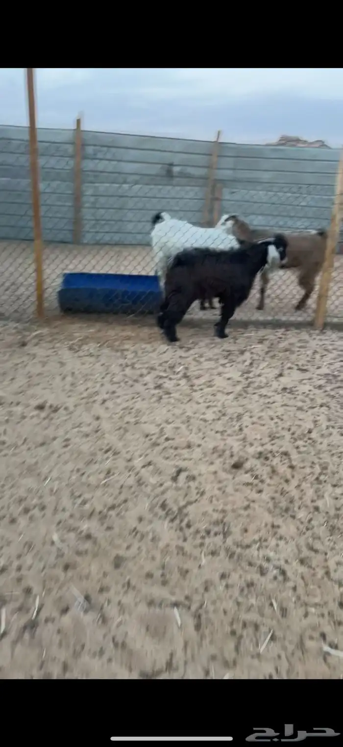 ذبايح حري وتيوس 2