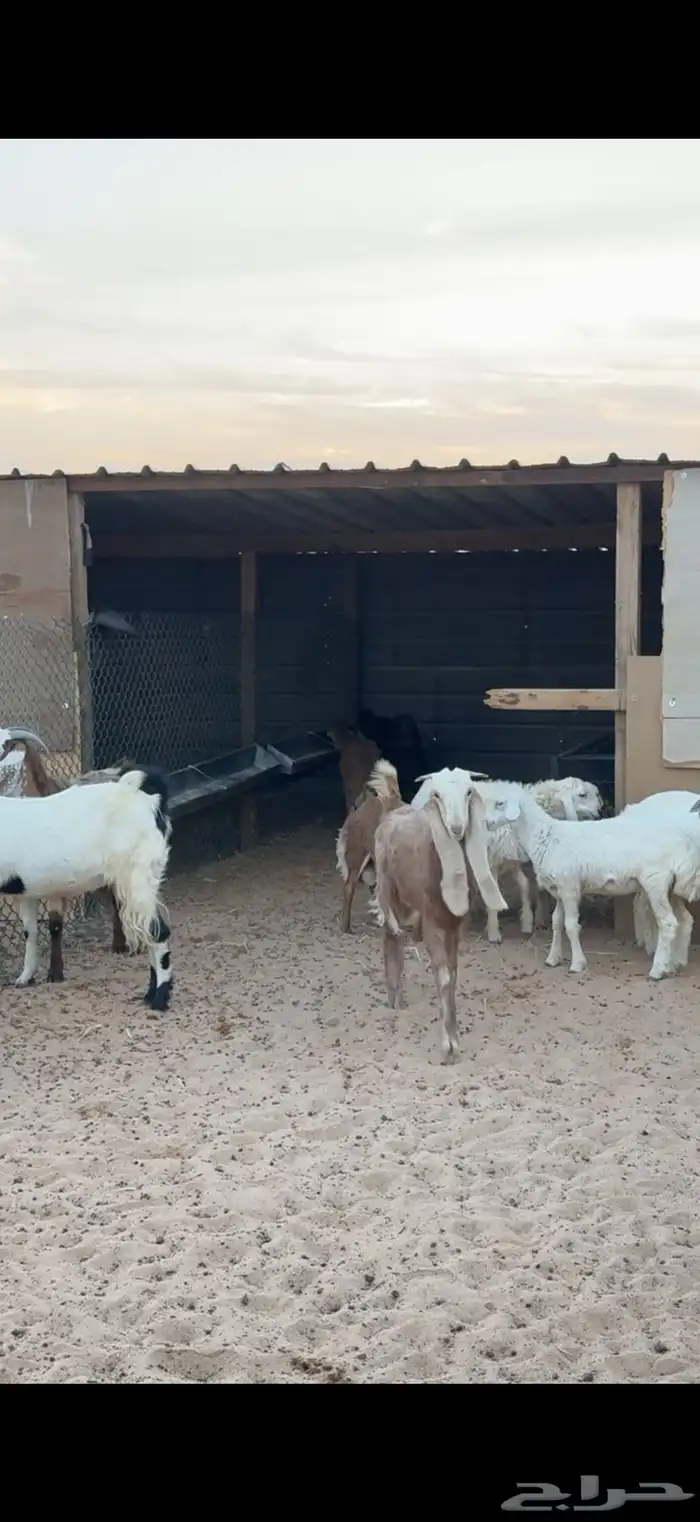 ذبايح حري وتيوس 5