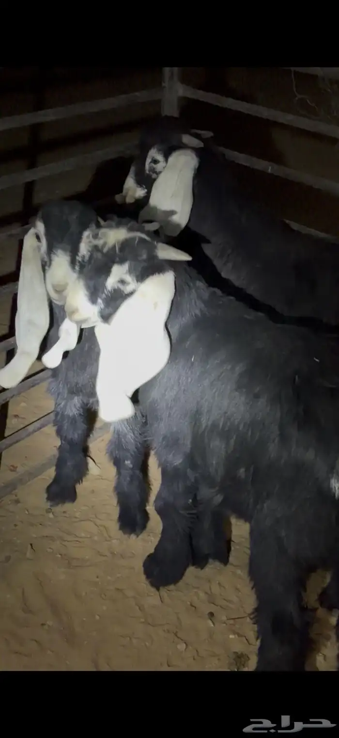 تيوس عوارض لبانيات 0