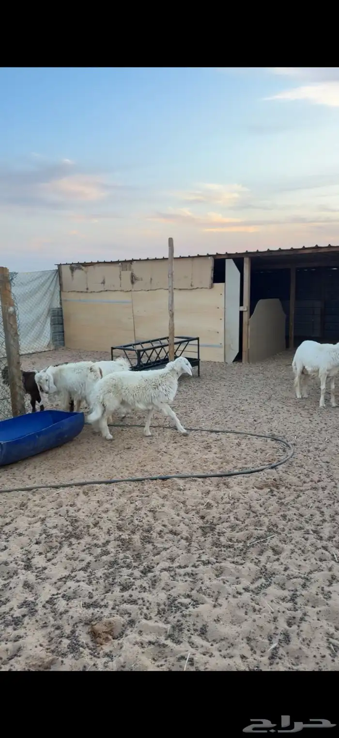 ذبايح حري وتيوس 3