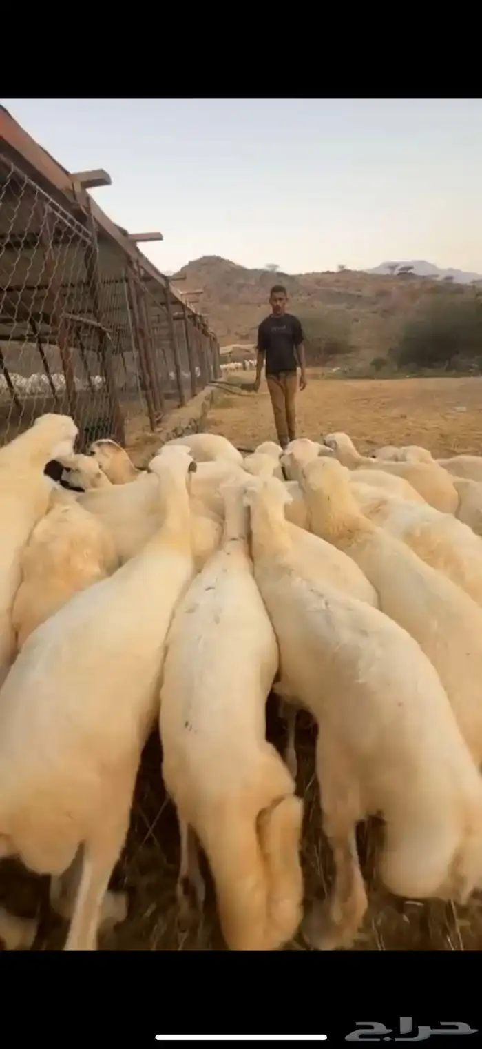 رخال رفد جذعات 20 الحد 750 1